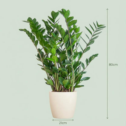 Kamerplant - Zamioculcas Zamiifolia - met Potter wit - Pot Ø 21cm Hoogte ↕ 80cm