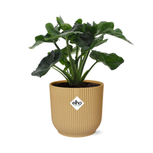 Kamerplant - Philodendron Atom - Pot Ø 14cm