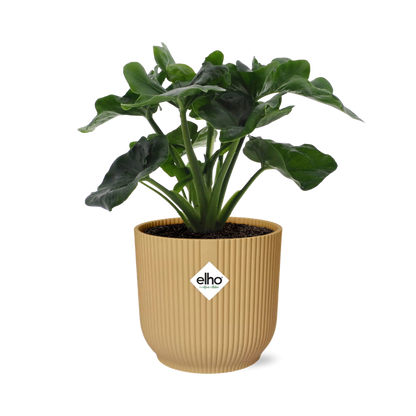 Kamerplant - Philodendron Atom - Pot Ø 14cm