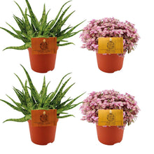 Kamerplant 2x Aloe Spider + 2x Callisia Rosato - 4 stuks - Pot Ø 10.5cm Hoogte ↕ 10cm
