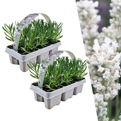 Buitenplant 12x Lavendel angustifolia White - Bloeiend - Pot Ø 7cm Hoogte ↕ 15cm