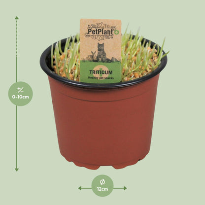 Kamerplant - Triticum Kattegras - Pot Ø 12cm Hoogte ↕ 10cm