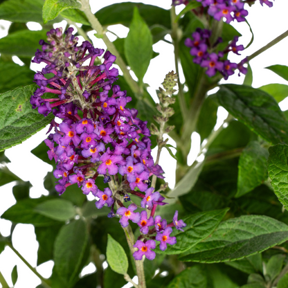 Buitenplant - Buddleja davidii Purple - Bloeiend - Pot Ø 19cm Hoogte ↕ 40-50cm