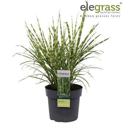 Buitenplant - Miscanthus sinensis Strictus - Pot Ø 19cm Hoogte ↕ 50cm