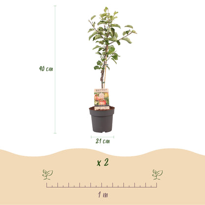 Buitenplant - Malus domestica Elstar - Fruitboom - Pot Ø 21cm Hoogte ↕ 90cm