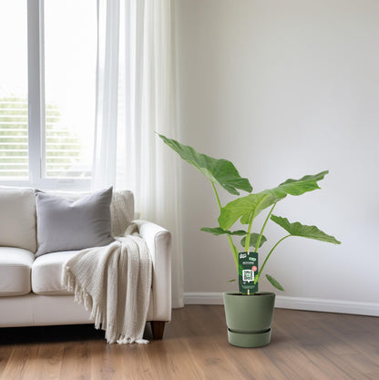 Kamerplant Alocasia Macrorrhiza - Olifantsoor - Pot Ø 19cm Hoogte ↕ 70cm