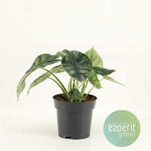 Kamerplant - Alocasia Dragon Scale - Pot Ø 14cm Hoogte ↕ 25cm