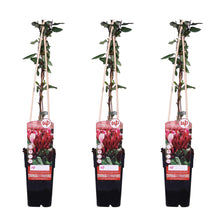 Buitenplant 3x Lonicera japonica 'Red World' - Klimplant - Pot Ø 15cm Hoogte ↕ 65cm