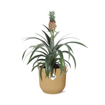 Kamerplant - Ananas Mi Amigo - Pot Ø 14cm