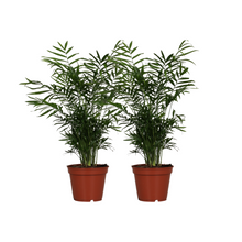 Kamerplant 2x Chamaedorea Elegans - Pot Ø 17cm Hoogte ↕ 55cm