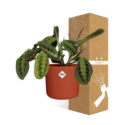 Kamerplant - Maranta Leuconeura 'Fascinator' Tricolor - Pot Ø 14cm