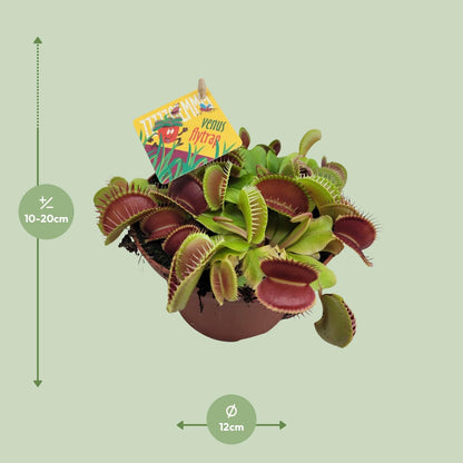 Kamerplant - Dionaea Muscipula - Pot Ø 12cm Hoogte ↕ 12cm