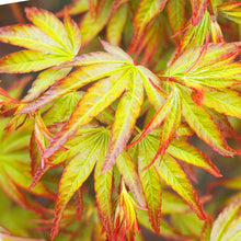 Buitenplant 3x Acer palmatum Little Princess - Pot Ø 12cm Hoogte ↕ 35cm