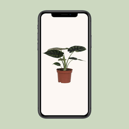 Kamerplant - Alocasia Dragon Scale - Pot Ø 17cm Hoogte ↕ 35cm