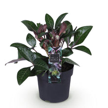 Buitenplant - Helleborus lividus 'Purple Marble' - Groenblijvend - Pot Ø 14cm Hoogte ↕ 35cm