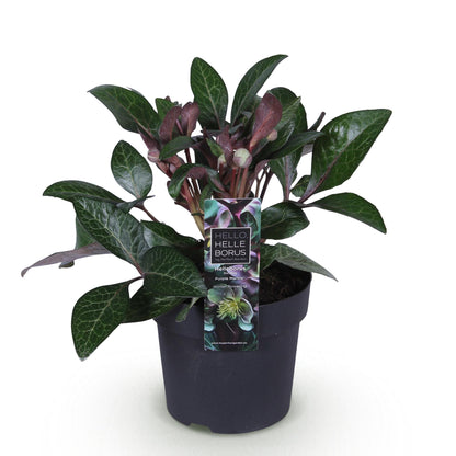 Buitenplant - Helleborus lividus 'Purple Marble' - Groenblijvend - Pot Ø 14cm Hoogte ↕ 35cm