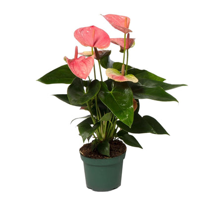Kamerplant - Anthurium Sweet Dream - Pot Ø 12cm Hoogte ↕ 35cm