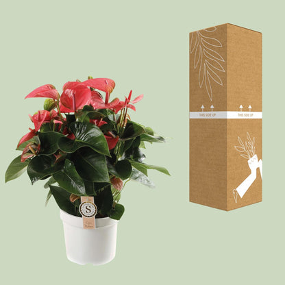 Kamerplant - Anthurium Pink Champion - Pot Ø 21cm Hoogte ↕ 65cm