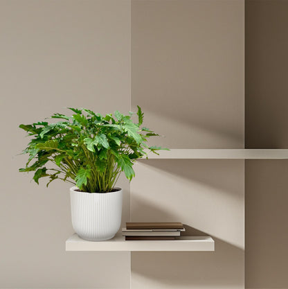 Kamerplant - Philodendron Xanadu - Pot Ø 30cm Hoogte ↕ 80cm