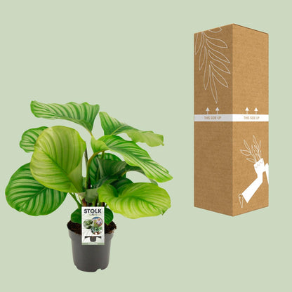 Kamerplant - Calathea Orbifolia - Pot Ø 14cm Hoogte ↕ 50cm