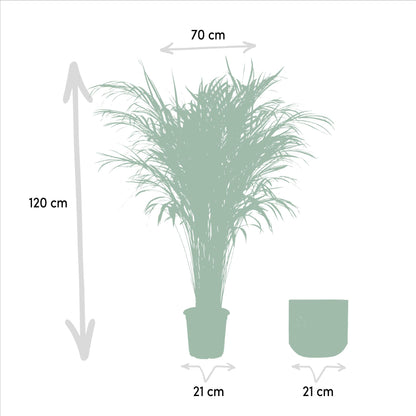 XL kamerplant - Areca Palm - Pot Ø 21cm Hoogte ↕ 110cm