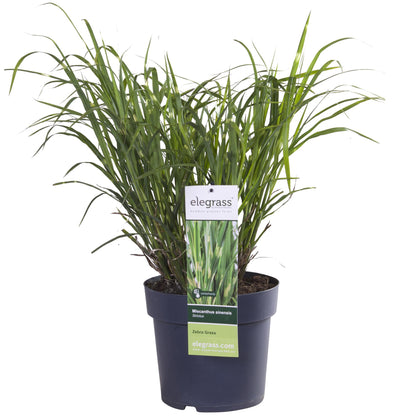 Buitenplant - Miscanthus sinensis Strictus - Pot Ø 23cm Hoogte ↕ 60cm