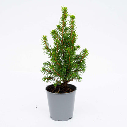Buitenplant 3x Picea glauca 'Perfecta' - Mini-kerstboom - Pot Ø 6cm Hoogte ↕ 15-20cm