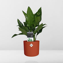 Kamerplant - Aglaonema Maria - Pot Ø 14cm