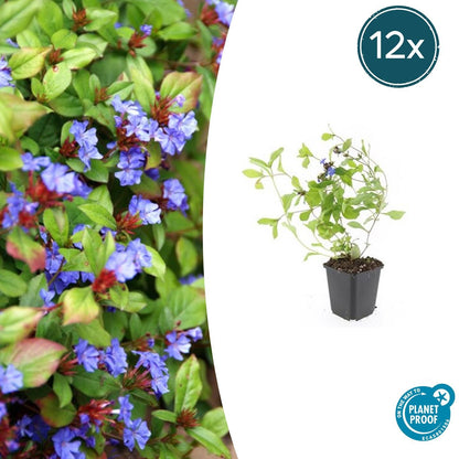 Buitenplant 12x Ceratostigma plumbaginoides - Bloeiend - Pot Ø 9cm Hoogte ↕ 10-25cm
