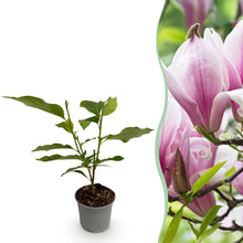Buitenplant - Magnolia George Henry Kern - Bloeiend - Pot Ø 12cm Hoogte ↕ 30cm