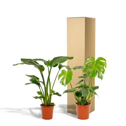 Kamerplant - Strelitzia Nicolai ↕ 85cm + Monstera Deliciosa ↕ 75cm - Pot Ø 19-21cm