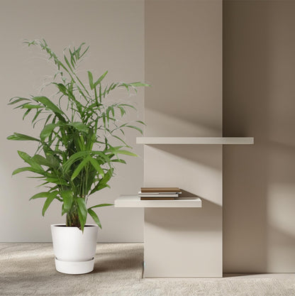 Kamerplant - Chamaedorea Seifrizii - Luchtzuiverend - Pot Ø 27cm Hoogte ↕ 140cm