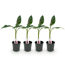 Buitenplant 4x Musa sikkemensis Red Tiger - Winterhard - Pot Ø 17cm Hoogte ↕ 40cm