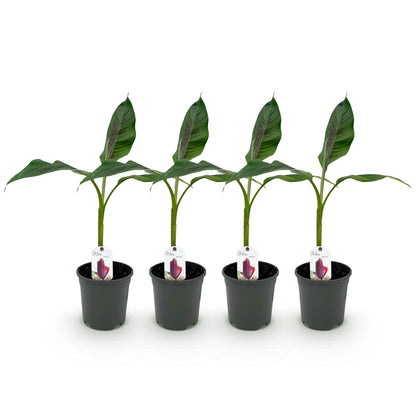 Buitenplant 4x Musa sikkemensis Red Tiger - Winterhard - Pot Ø 17cm Hoogte ↕ 40cm