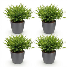 Kamerplant 4x Pogonatherum paniceum - Pot Ø 12cm Hoogte ↕ 20cm