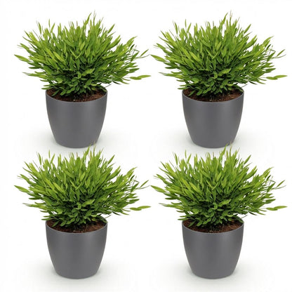 Kamerplant 4x Pogonatherum paniceum - Pot Ø 12cm Hoogte ↕ 20cm