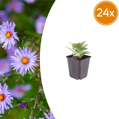 Buitenplant 24x Aster frikartii 'Monch' - Bloeiend - Pot Ø 9cm Hoogte ↕ 10-25cm
