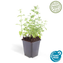 Buitenplant 48x Nepeta 'Six Hills Giant' - Bloeiend - Pot Ø 9cm Hoogte ↕ 10-25cm