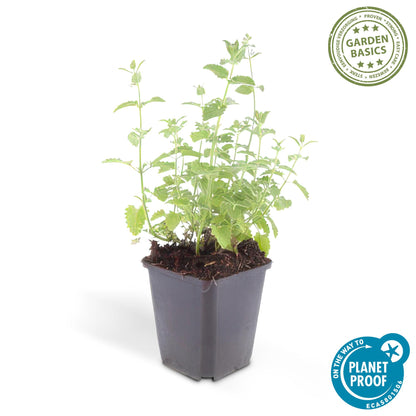 Buitenplant 48x Nepeta 'Six Hills Giant' - Bloeiend - Pot Ø 9cm Hoogte ↕ 10-25cm