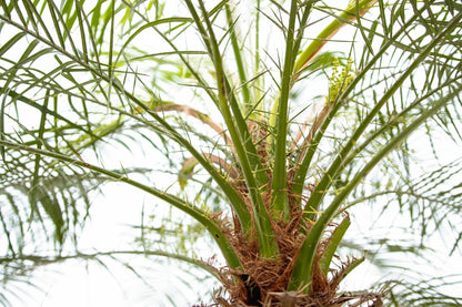 XL kamerplant - Phoenix Roebelenii op stam - Hoogte ↕ 210cm