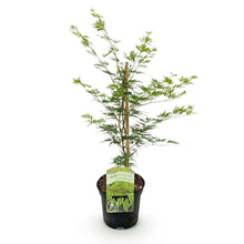 Buitenplant - Acer palmatum 'Emerald Lace' - Groen - Bladverliezend - Pot Ø 19cm Hoogte ↕ 70cm