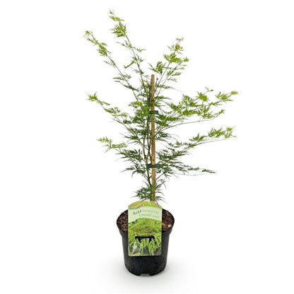 Buitenplant - Acer palmatum 'Emerald Lace' - Groen - Bladverliezend - Pot Ø 19cm Hoogte ↕ 70cm