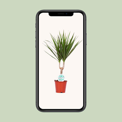 Kamerplant - Dracaena Marginata - Pot Ø 14cm Hoogte ↕ 55cm