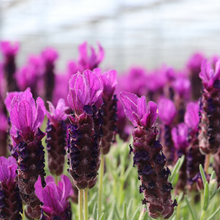 Buitenplant 6x Lavandula stoechas Anouk® - Bloeiend - Pot Ø 12cm Hoogte ↕ 25-40cm
