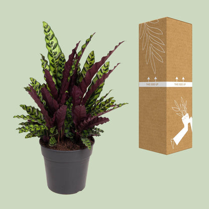 Kamerplant - Calathea Lancifolia - Pot Ø 27cm Hoogte ↕ 70cm