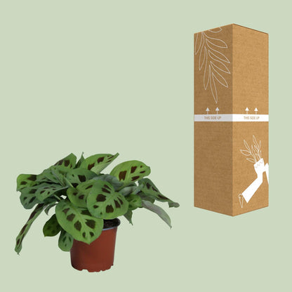 Kamerplant - Maranta Leuconeura Kerchoveana - Pot Ø 12cm Hoogte ↕ 30cm