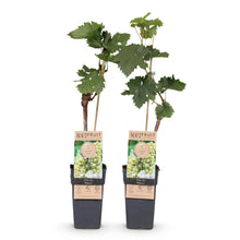 Buitenplant 2x Vitis vinifera 'Bianca' (Witte druif) - Fruitplant - Pot Ø 15cm Hoogte ↕ 50cm