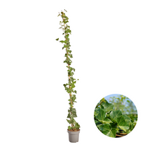 Buitenplant - Hedera hibernica - Klimop Gestokt - Hoogte ↕ 150-175cm