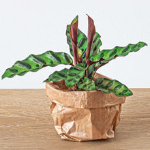 Kamerplant - Calathea Lancifolia - Pot Ø 6cm