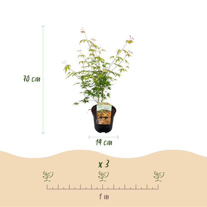 Buitenplant - Acer palmatum Katsura - Winterhard - Pot Ø 19cm Hoogte ↕ 70cm